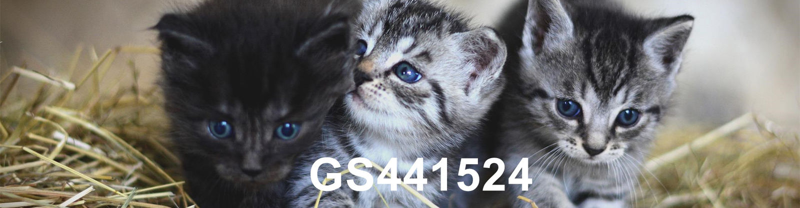 qualidade GS-441524 fábrica